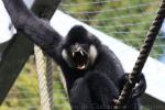 Southern white-cheeked gibbon