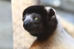 Crowned sifaka