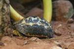 Spider Tortoise