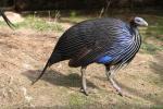 Vulturine guineafowl