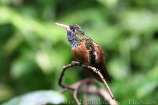 Amazilia hummingbird