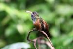 Amazilia hummingbird