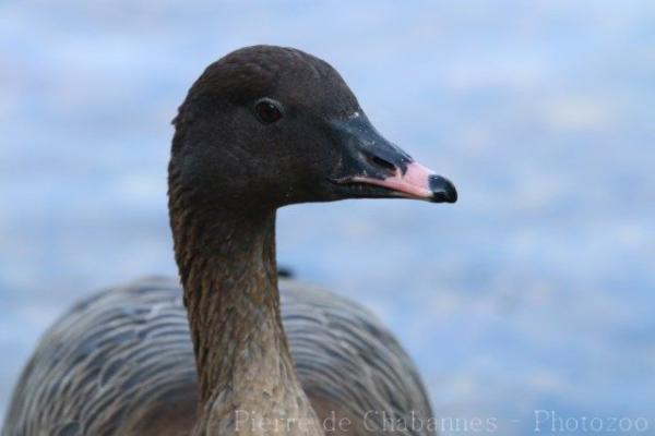 Pink-footed goose