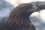 Golden eagle