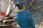 Blue-throated macaw