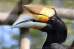 Javan rhinoceros hornbill