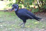 Abyssinian ground-hornbill