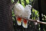 Philippine cockatoo