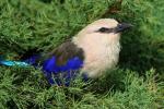 Blue-bellied roller