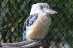 Blue-winged kookaburra