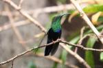 Green-throated carib