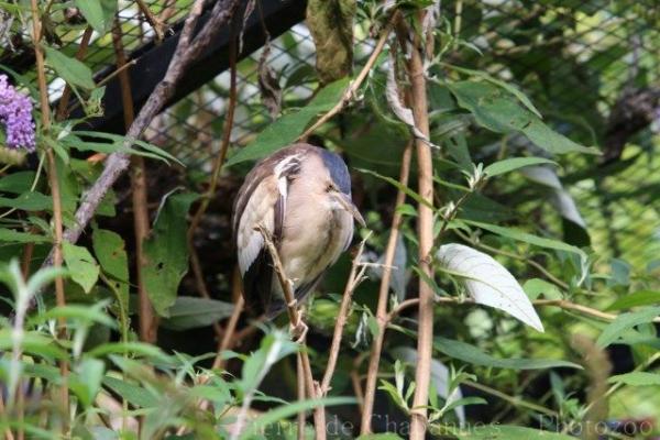 Common little bittern