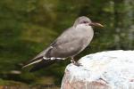 Inca tern