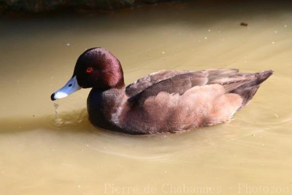 Southern pochard