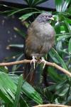 Chaco chachalaca