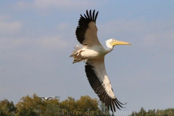 Great white pelican