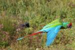 Military macaw