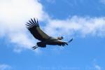 Grey crowned crane