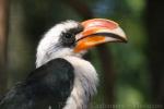 Von der Decken's hornbill