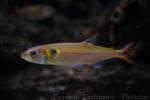 Pantaneiro pike-characin