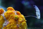 Painted frogfish