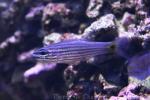 Wolf cardinalfish