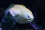 Goldentail moray