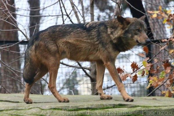 Iberian wolf