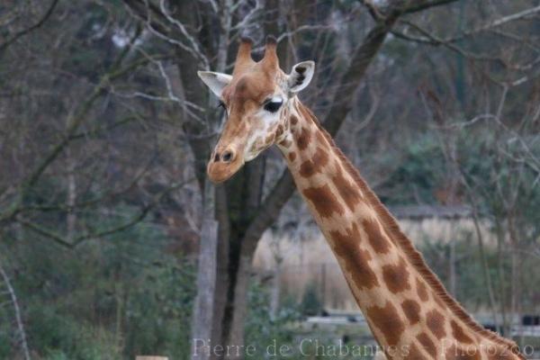 Kordofan giraffe