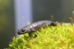 Alpine newt