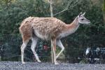 Guanaco