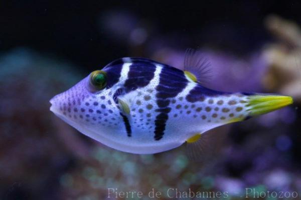 Valentin's sharpnose puffer