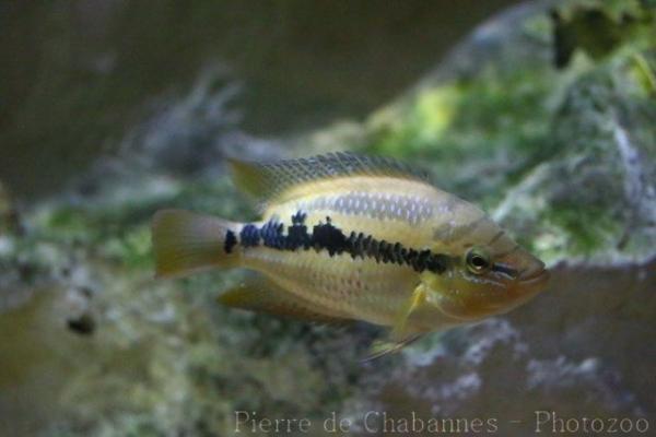 Yellowbelly cichlid