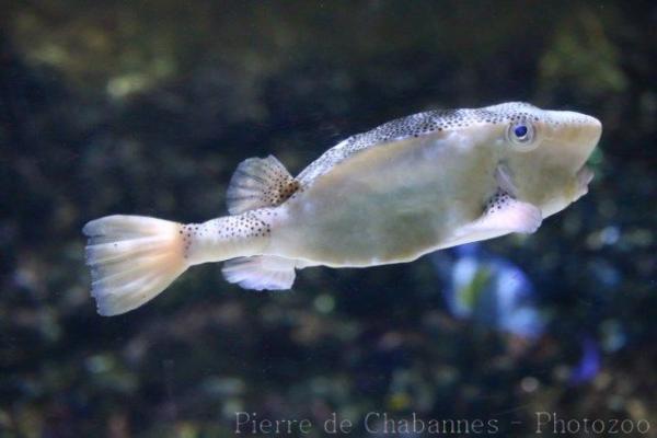 Horn-nosed boxfish