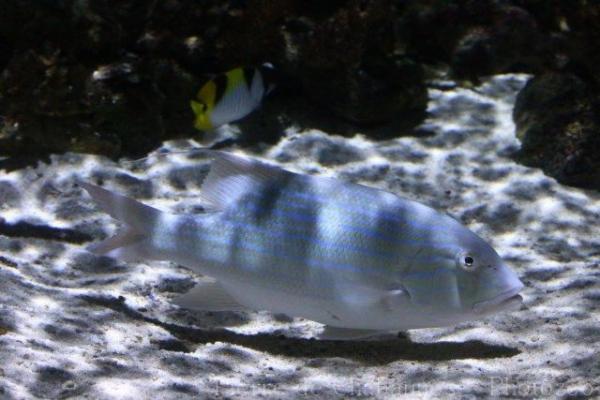 Chinamanfish