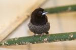 Black-faced munia