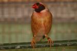 Red-billed quelea