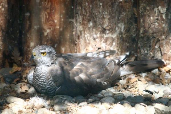 Northern goshawk