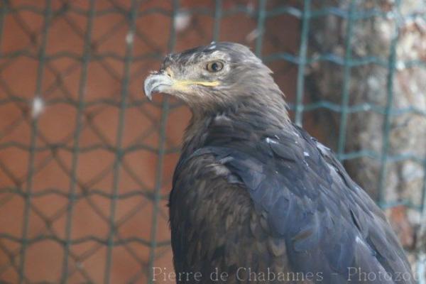 Tawny eagle