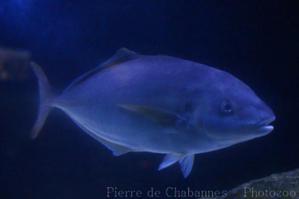 White trevally