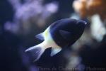 Chocolatedip chromis