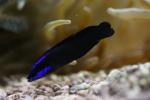 Blue-striped dottyback