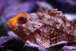 Small red scorpionfish