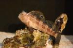 Butterfly blenny