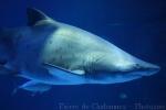 Sand tiger shark