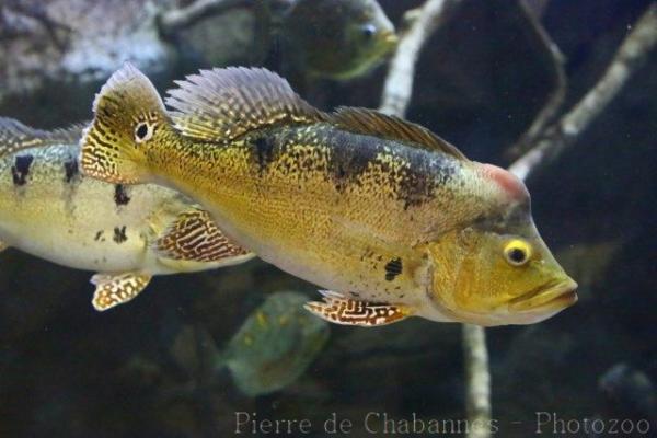 Kelber's cichlid