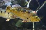 Kelber's cichlid