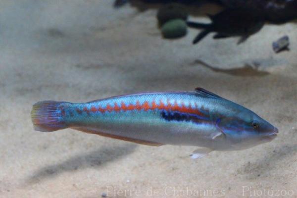 Mediterranean rainbow wrasse