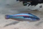 Mediterranean rainbow wrasse