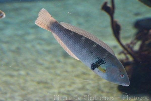 Rock wrasse